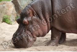 Hippo # 2